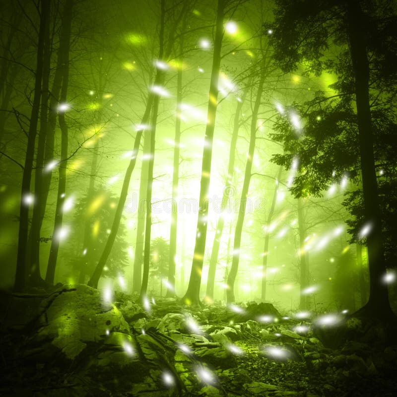 Luce di lucciola fantastica in una foresta nebbiosa immagini stock libere da diritti