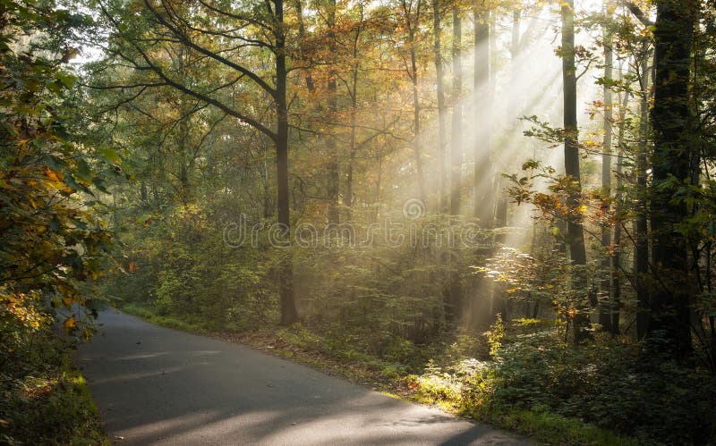 Luce solare che lucida attraverso gli alberi immagine stock Luce solare che lucida attraverso gli alberi immagine stock