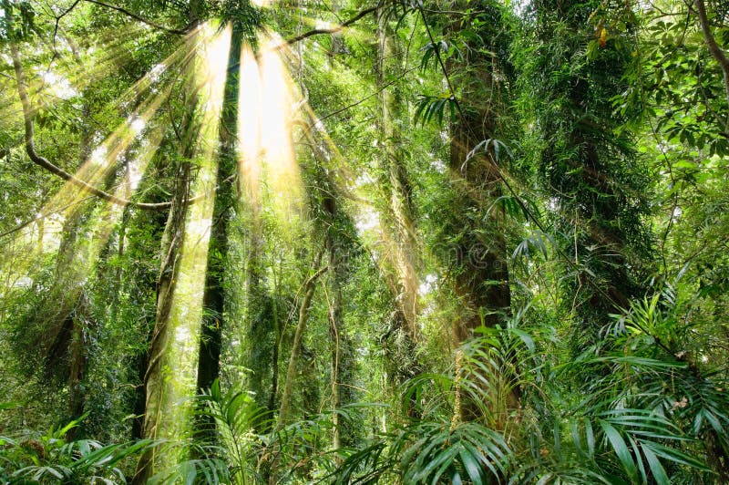 Luce solare nella foresta pluviale del patrimonio mondiale di dorrigo fotografie stock Luce solare nella foresta pluviale del patrimonio mondiale di dorrigo fotografie stock