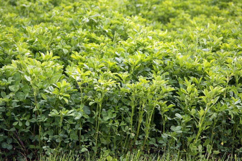 Lucerne Alfalfa (Medicago sativa) is a versatile plant in crop and livestock production. For alfalfa is characterized by rapid growth and high nutritional value in livestock-rearing.