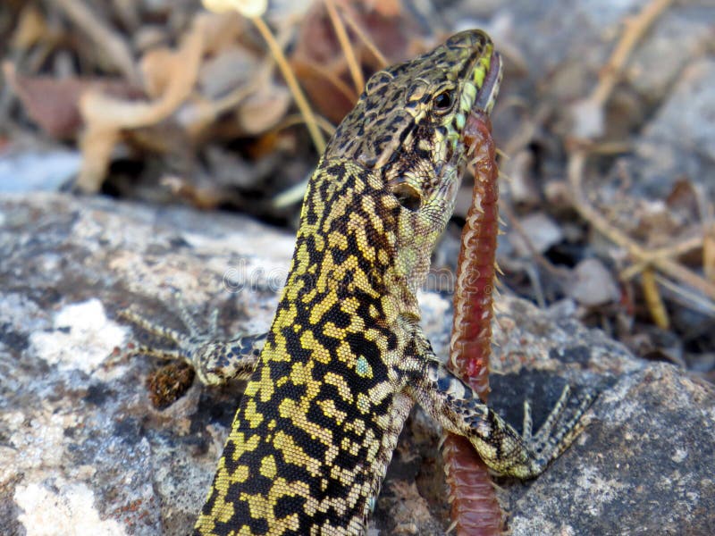 Lucertola Che Mangia Un Centopiedi Fotografia Stock Immagine di