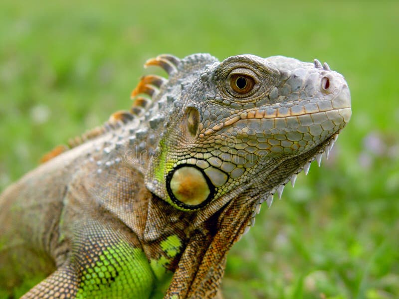 Lucertola dell'iguana - rettile