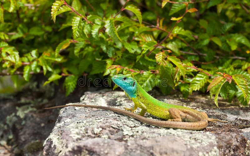 Lucertola verde fotografia stock Lucertola verde fotografia stock