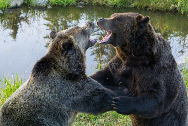 Juego De Los Osos Grizzly En Hierba Foto de archivo Imagen de bestia