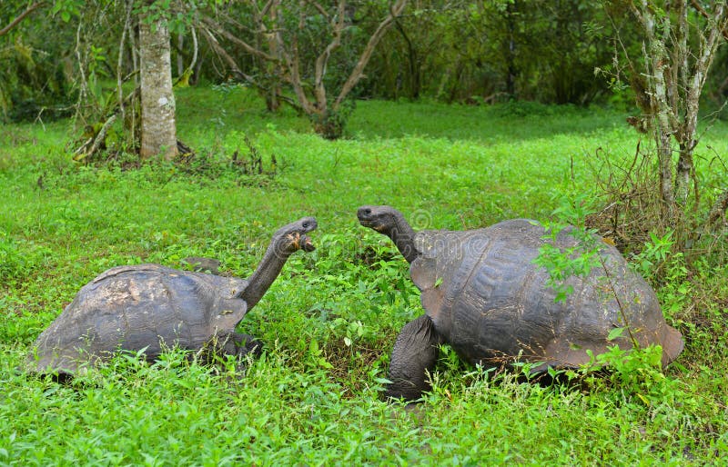 Lucha territorial de la tortuga gigante de las Islas Galápagos, Ecuador fotografía de archivo libre de regalías Lucha territorial de la tortuga gigante de las Islas Galápagos, Ecuador fotografía de archivo libre de regalías