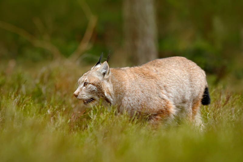 Luchs, der in den Waldweg geht Wildkatze-Luchs im Naturwaldlebensraum Eurasischer Luchs im Wald, versteckt im Gras schnitt