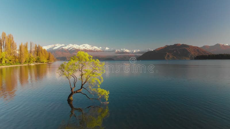 Luchthommelmening van de eenzame boom van Meer Wanaka, Nieuw Zeeland