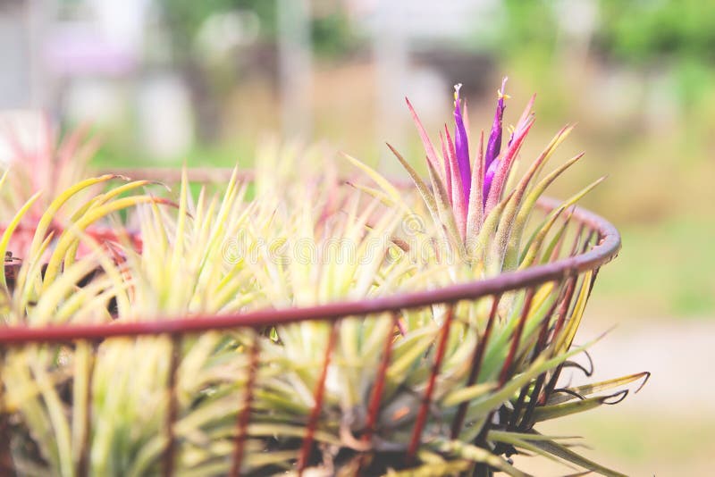 Luchtinstallatie met het wetenschappelijke groeien van naamtillandsia in tuin verfraaid stock foto's Luchtinstallatie met het wetenschappelijke groeien van naamtillandsia in tuin verfraaid stock foto's