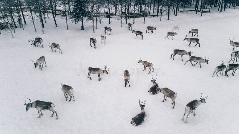 Luchtmening van rendierkudde in de winter Lapland Finland royalty-vrije stock foto Luchtmening van rendierkudde in de winter Lapland Finland royalty-vrije stock foto