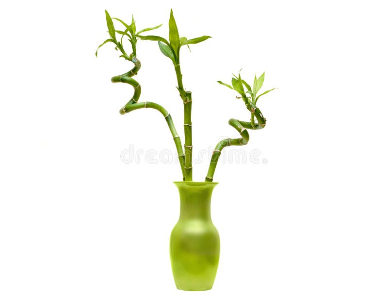 Bamboo in Black Vase stock photo. Image of curly, decoration 65462