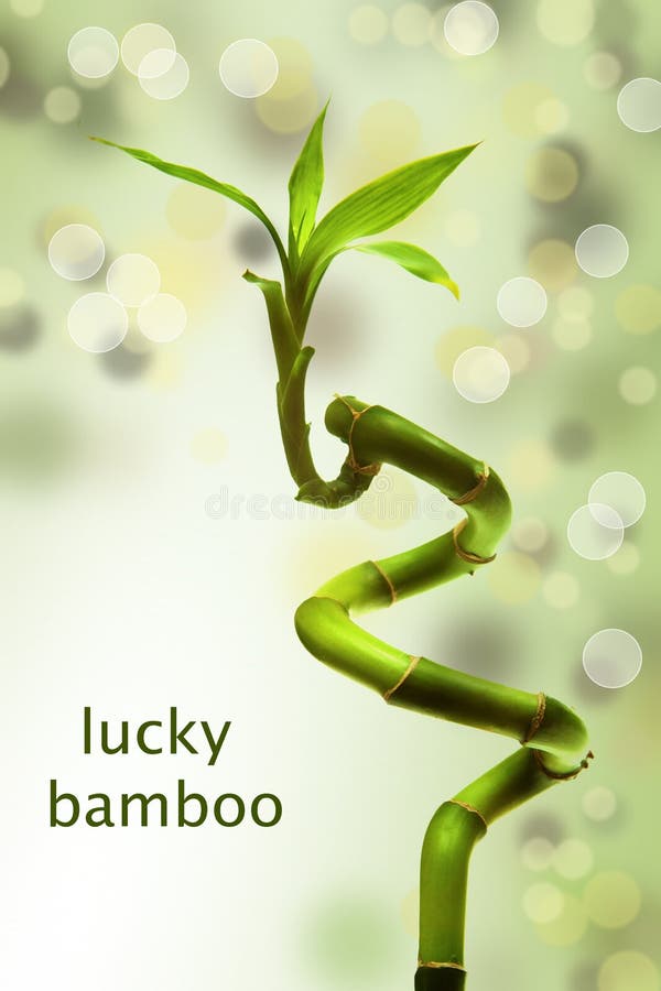 Bamboo wallpaper, Bamboo background, Lucky bamboo plants