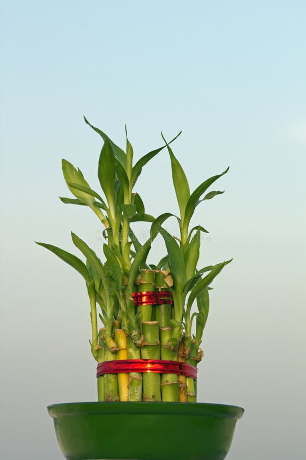 Lucky Bamboo stock photo. Image of chinese, houseplant 19758474