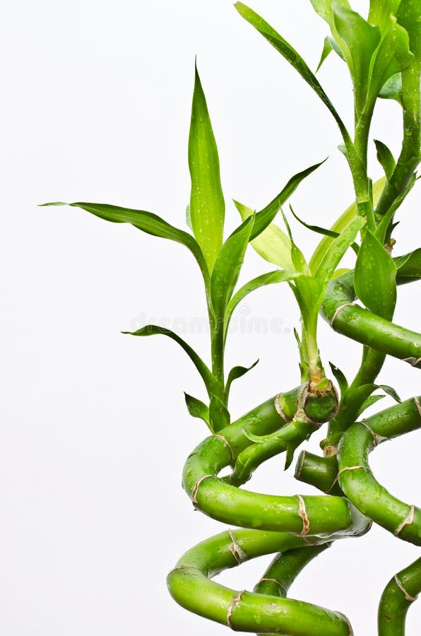 Lucky Bamboo close up