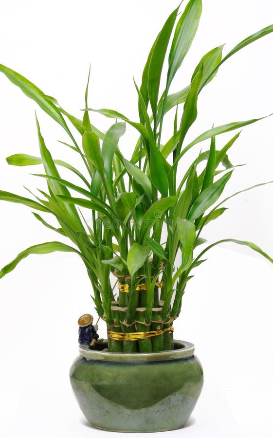 Lucky Bamboo House Plant