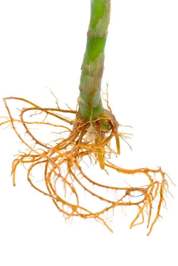 Lucky bamboo isolated on pure white background