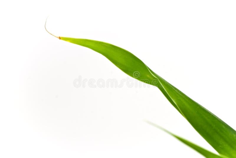 Lucky bamboo isolated on pure white background