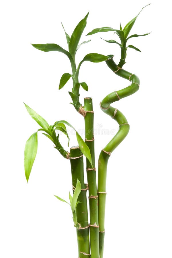 Lucky bamboo plant royalty free stock photo Lucky bamboo plant royalty free stock photo