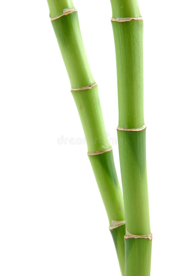Lucky bamboo stems royalty free stock photo