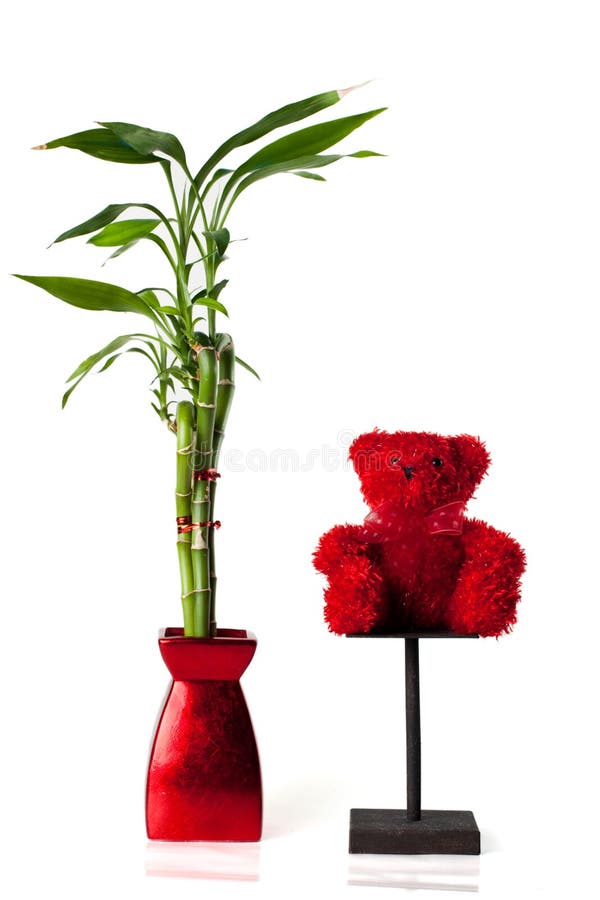 Lucky bamboo and teddy bear stock photography