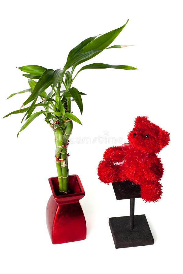 Lucky bamboo and teddy bear royalty free stock images
