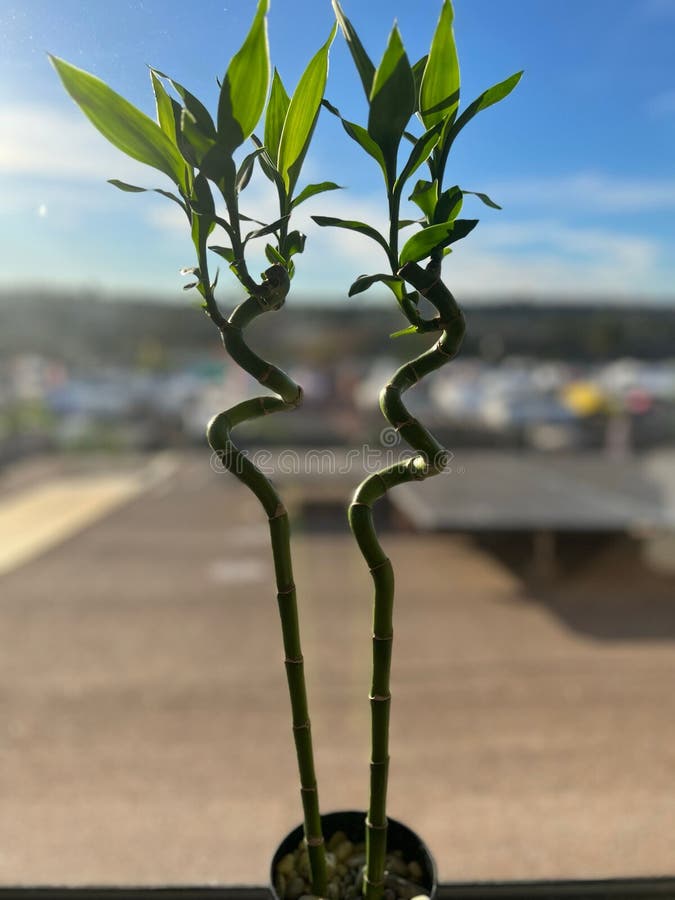 Lucky Bamboo Tree on the Windowsill Stock Photo Image of interior
