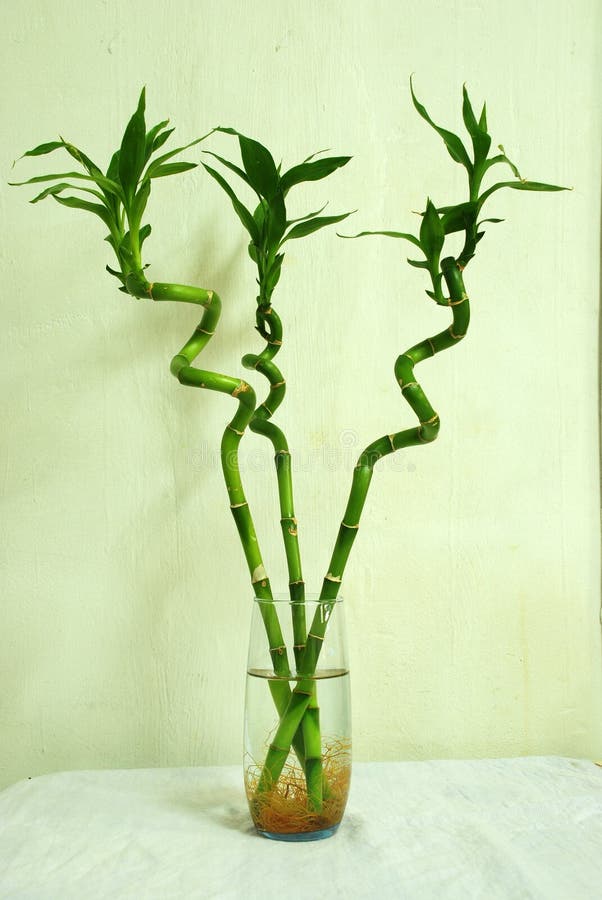 Lucky Bamboo Trees In A Glass Stock Photo Image 5397436