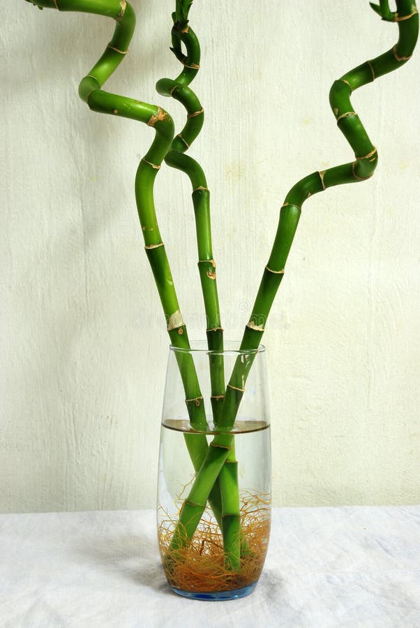 Lucky Bamboo Trees in a Glass Stock Photo Image of indoor, bamboo