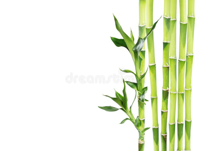 Lucky Bamboo on White Background Stock Photo - Image of like, indoor ...