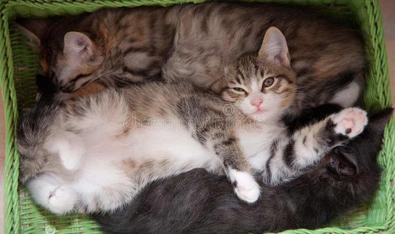 Lucky cats. Sleep royalty free stock photo