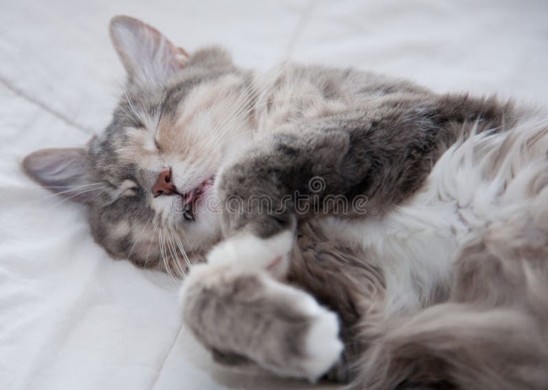 Lucky cats. Sleep royalty free stock photography