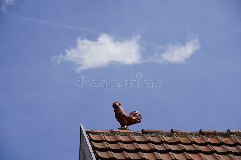 Roof-Top Cock!