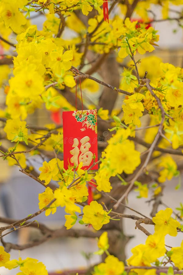 Mai đào khoe sắc trong mùa xuân là hình ảnh đẹp khó tả. Hãy dành chút thời gian để ngắm nhìn những bông hoa trắng tinh khôi rực rỡ ánh nắng đầu xuân, ta sẽ cảm nhận được đầy nghĩa trang trọng và tinh khiết từ đóa hoa này.