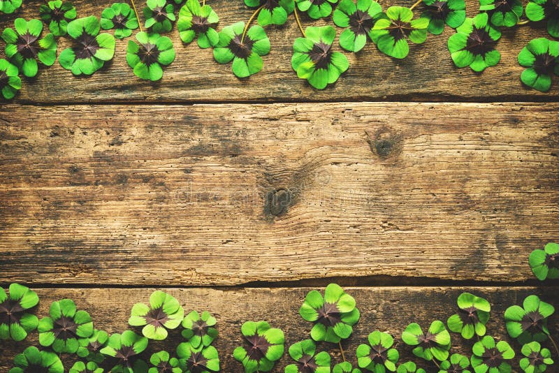 Clover leaves on the old wooden background. Lucky shamrock. St.Patrick`s day background with copyspace for text