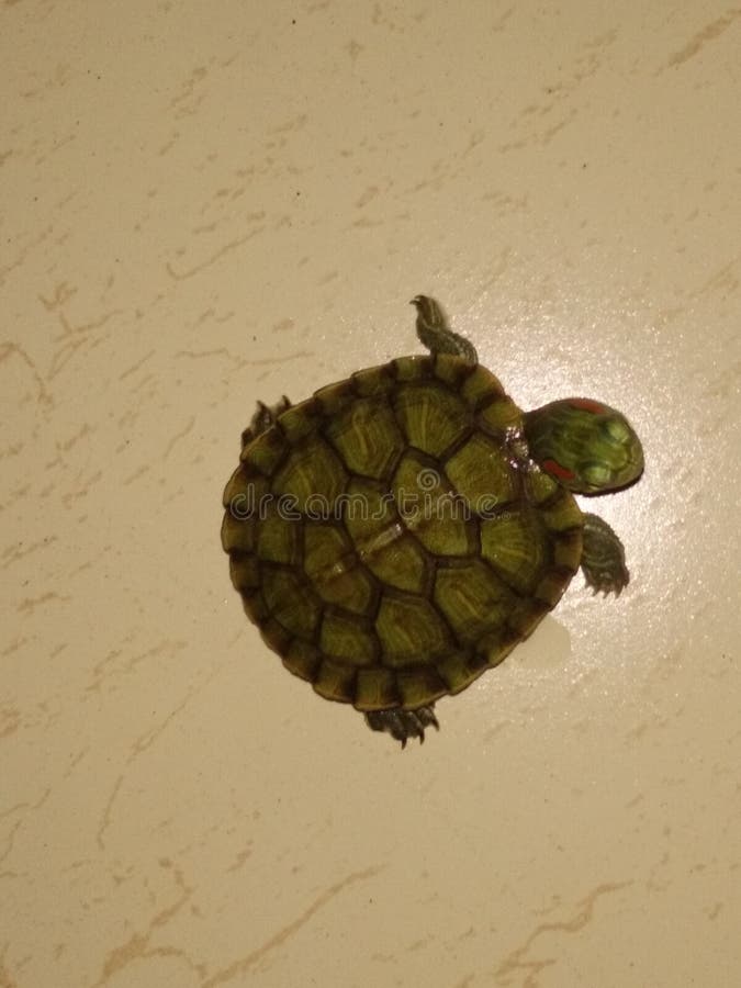 Tortoise Decor Accessory – Mi Casa Collective