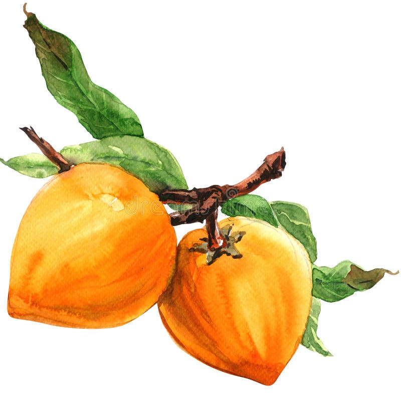 Lucuma, Niederlassung mit Blättern, Pouteria lucuma, reife Eifrucht lokalisiert, Aquarellillustration auf Weiß vektor abbildung Lucuma, Niederlassung mit Blättern, Pouteria lucuma, reife Eifrucht lokalisiert, Aquarellillustration auf Weiß vektor abbildung