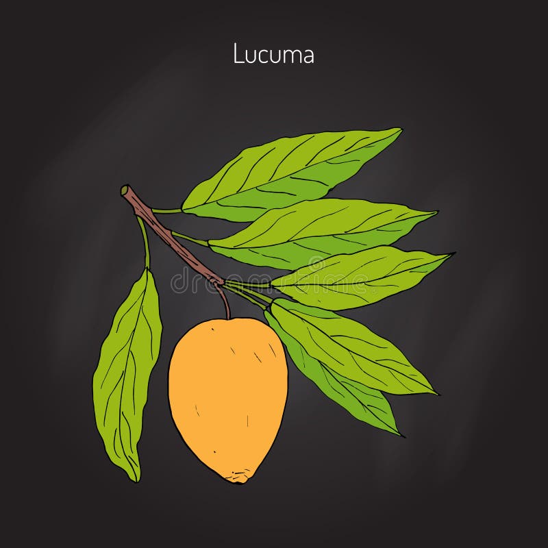 Lucuma Organisk superfood vektor illustrationer Lucuma Organisk superfood vektor illustrationer