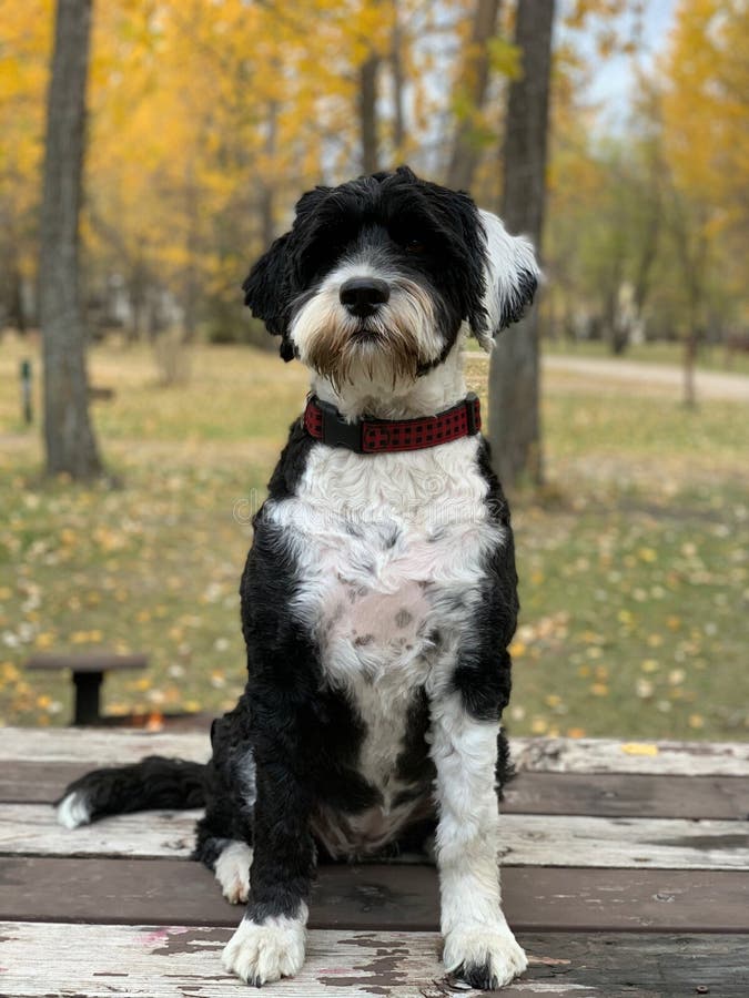 Portuguese Water Dog on a picnic table in autumn