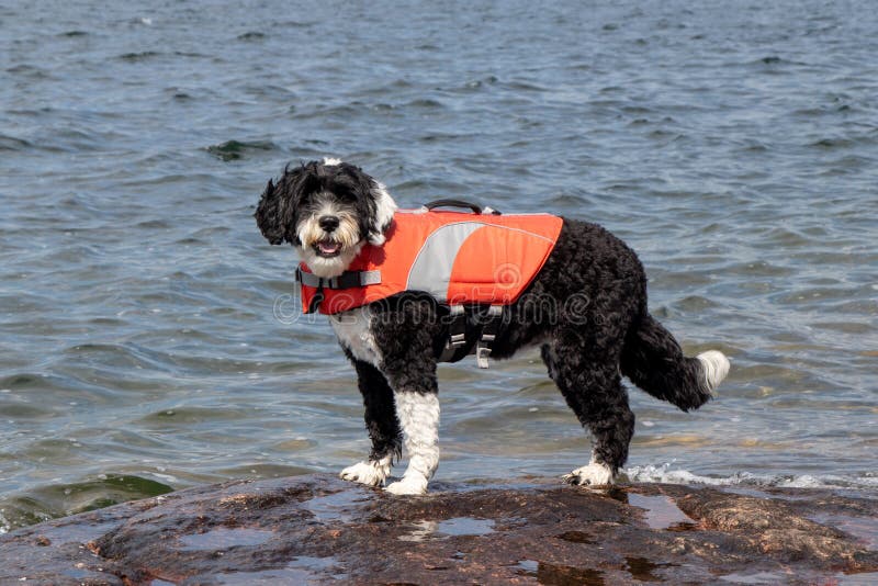 newfoundland life jacket