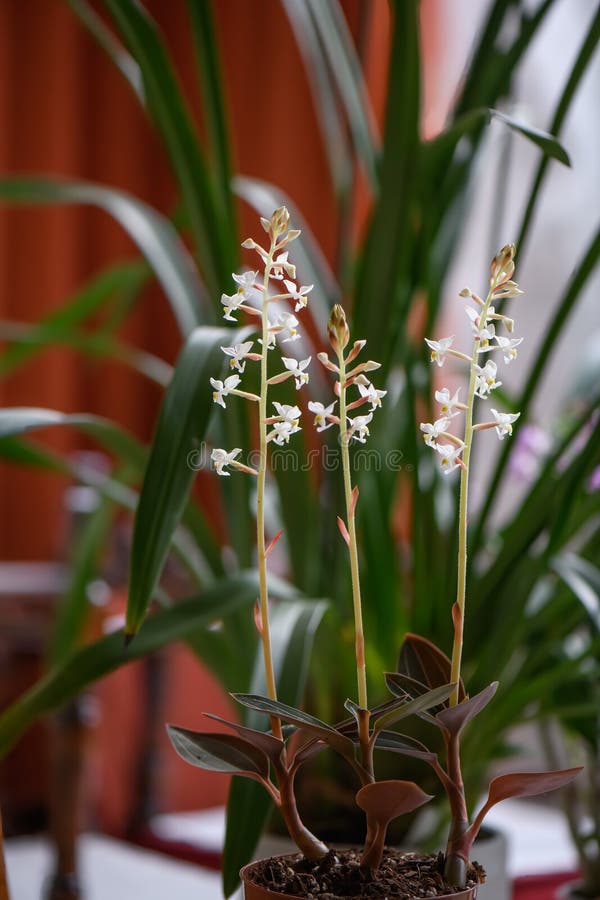 Ludisia De Orquídea De Joyas Descoloración Planta De Floración Foto de  archivo - Imagen de variedad, familia: 245334222