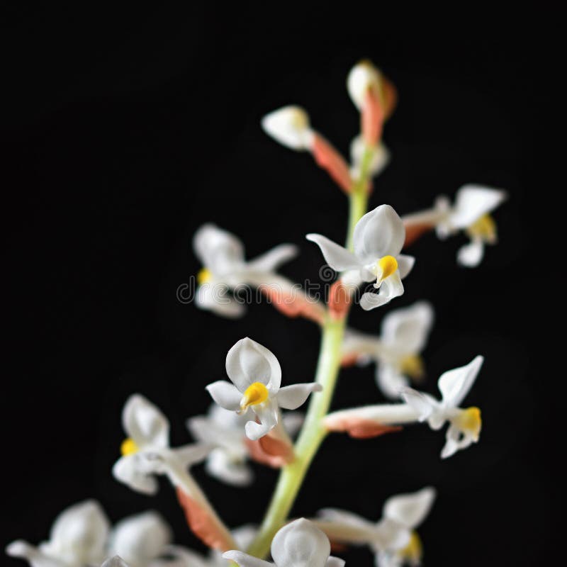 Ludisia Descolora a Flor Branca De Florescência Bonita De Orquídea De Joia  a Em Um Fundo Preto Limpo Foto de Stock - Imagem de macro, pouco: 109087010