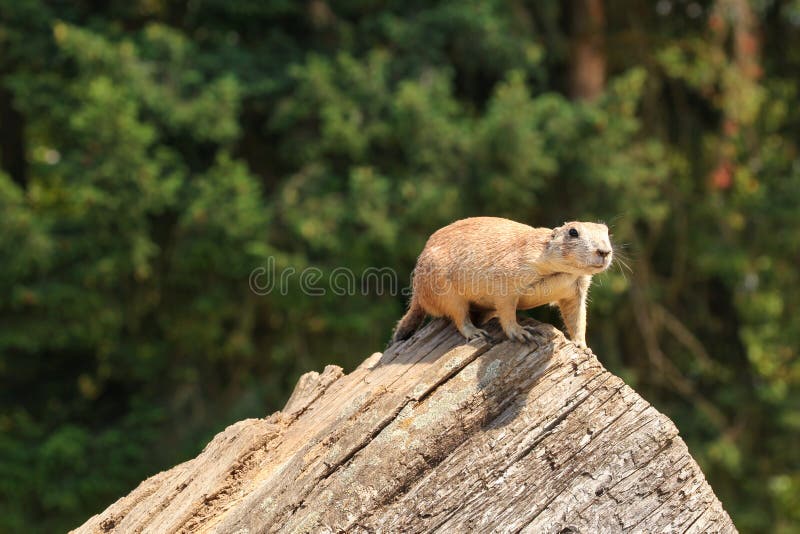 Ludovicianus de cauda negra do Cynomys do cão de pradaria que senta-se no log de madeira velho foto de stock Ludovicianus de cauda negra do Cynomys do cão de pradaria que senta-se no log de madeira velho foto de stock