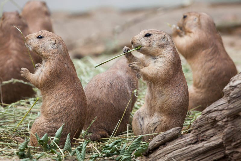 Cão-da-pradaria-de-cauda-preta Cynomys ludovicianus fotografia de stock royalty free