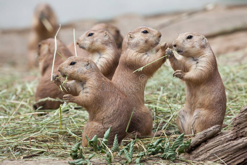 Cão-da-pradaria-de-cauda-preta Cynomys ludovicianus imagem de stock