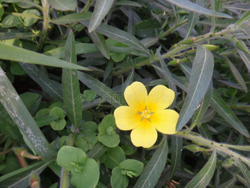 Ludwigia blomma arkivfoto Ludwigia blomma arkivfoto