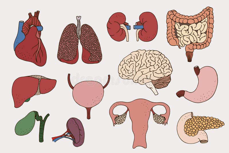 Ludzcy wewnętrzni organy ustawiający ilustracja wektor Ludzcy wewnętrzni organy ustawiający ilustracja wektor