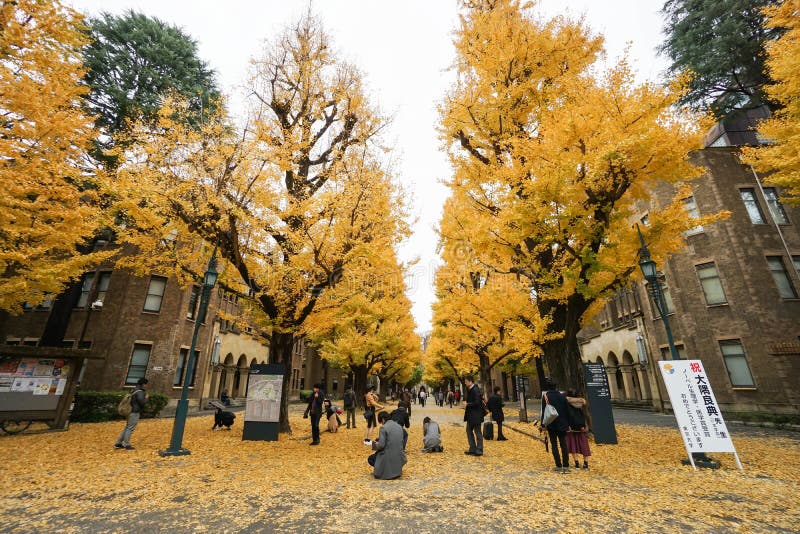 Ludzie biorą fotografię z złotym ginkgo przy Tokio uniwersytetem zdjęcia royalty free Ludzie biorą fotografię z złotym ginkgo przy Tokio uniwersytetem zdjęcia royalty free