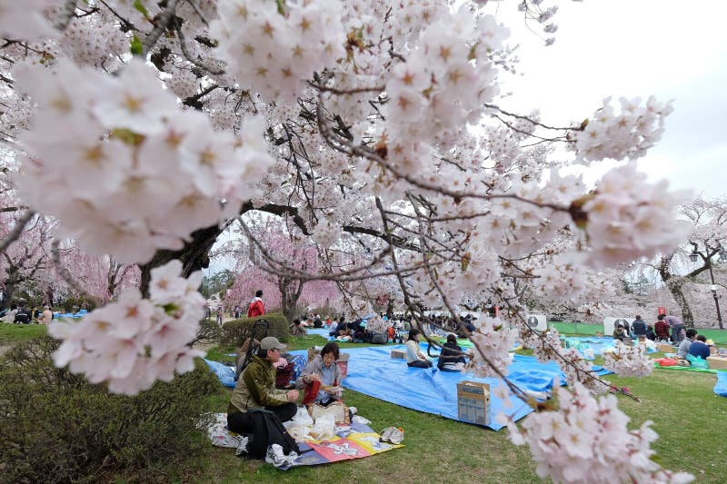 Ludzie cieszą się pinkin pod czereśniowymi okwitnięciami, Sakura w japończyku, w Japonia obraz royalty free Ludzie cieszą się pinkin pod czereśniowymi okwitnięciami, Sakura w japończyku, w Japonia obraz royalty free