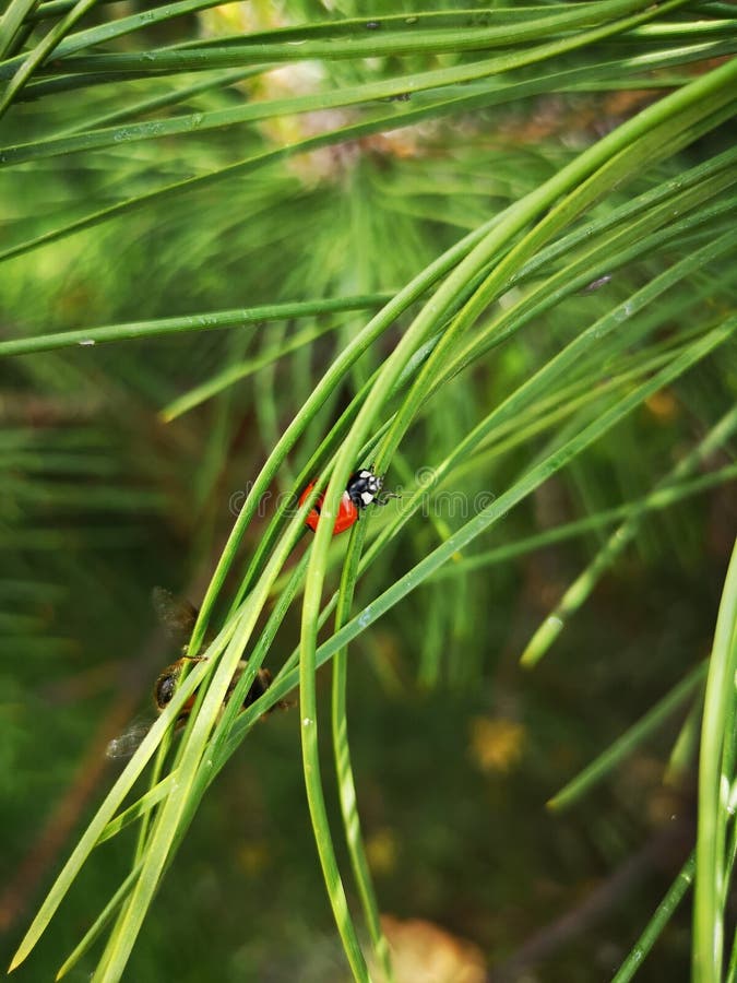 Ludzie natura, nasz opierzeni przyjaciele fotografia stock Ludzie natura, nasz opierzeni przyjaciele fotografia stock