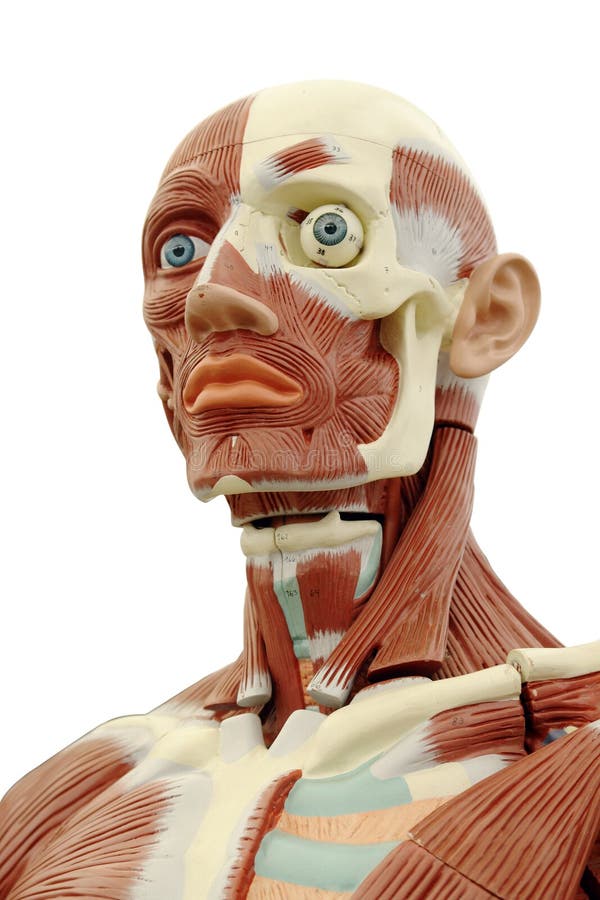 ludzka anatomia obrazy stock ludzka anatomia obrazy stock