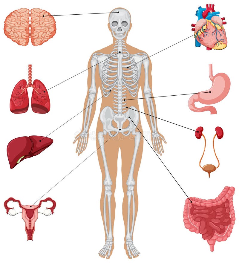 Ludzka anatomia z różnymi wewnętrznymi organami ilustracja wektor Ludzka anatomia z różnymi wewnętrznymi organami ilustracja wektor